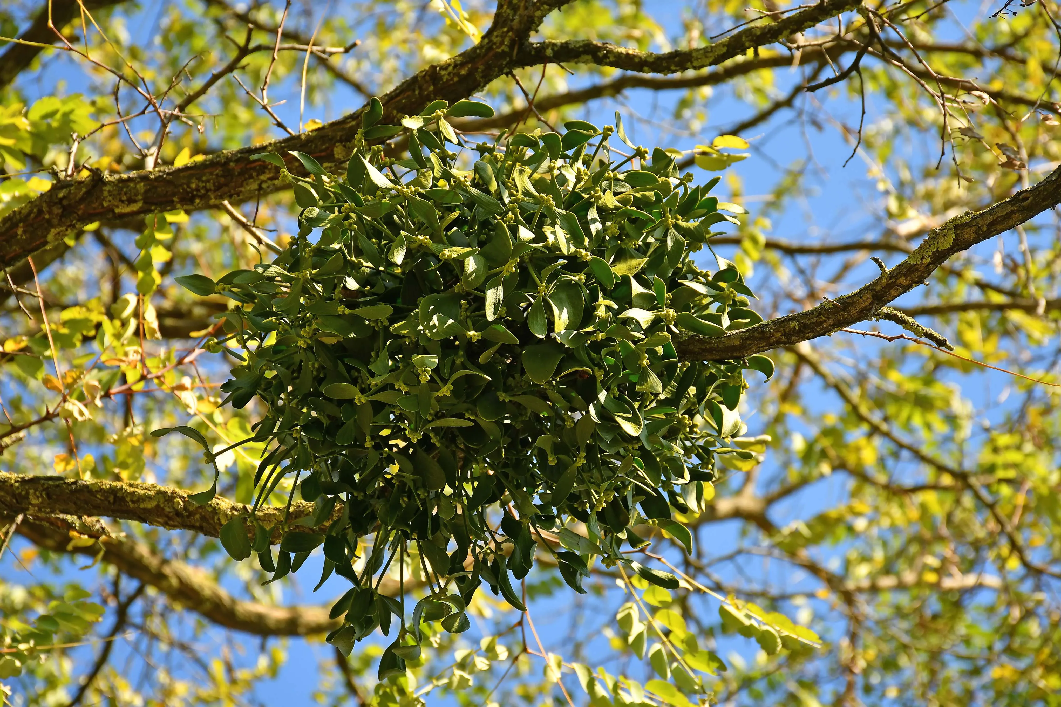 A neat ball of Mistletoe high up in a tree branch